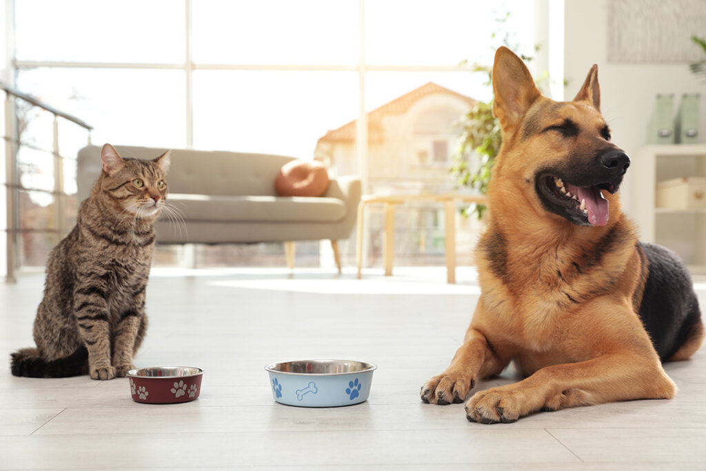 Les chats et les chiens ont des besoins nutritionnels différents.