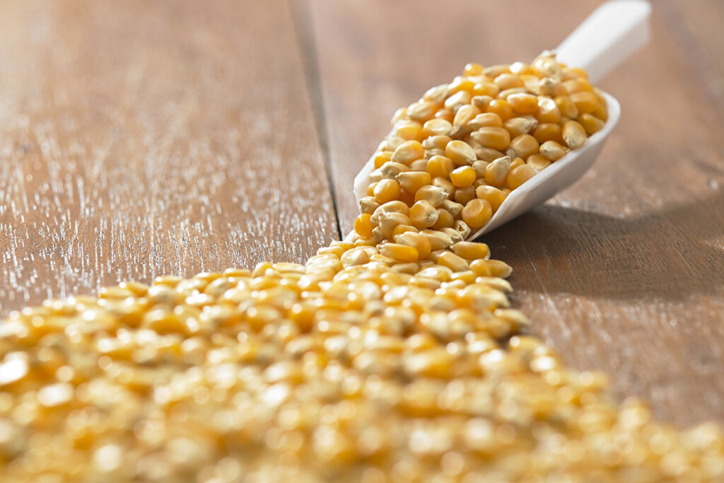 Des grains de maïs sont posés sur la table et dans une petite pelle