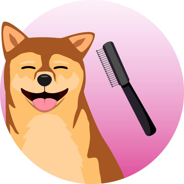 tondeuse pour chiens brosses