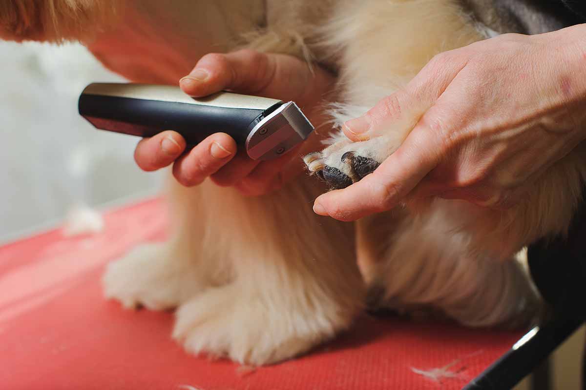 tondeuse pour chien -patte de chien est tondue