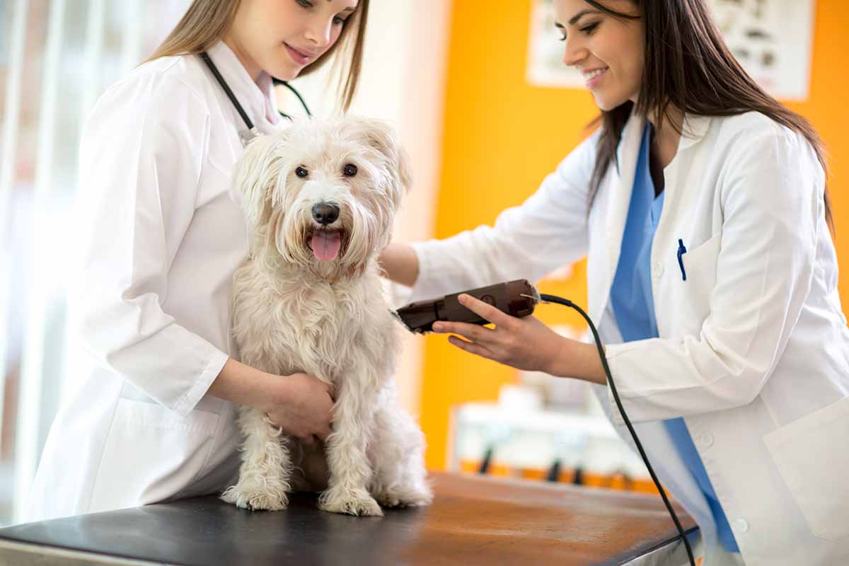 tondeuse pour chiens veterinaire tond le chien